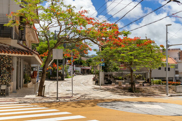 Poster - Beautiful view of the empty street with blooming trees. Japan.