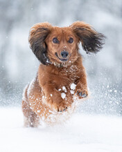 Vertical Closeup Of The Long-Haired Dachshund Running In The Snow.