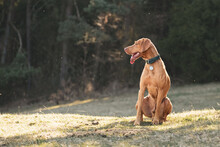 Hungarian Vizsla, Pointer Dog Sitting On The Lawn In The Park.