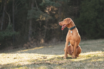 Poster - Hungarian vizsla, pointer dog sitting on the lawn in the park.