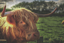 Closeup Shot Of A Portrait Of A Highland Shaggy Bull