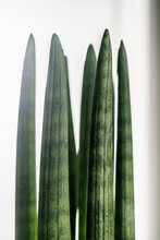 Sansevieria Cylindrical Close-up With Light. Abstract Natural Background.