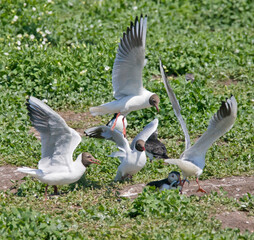 Sticker - Seagulls chasing after Atlantic Puffin (Fratercula arctica) carrying fish in its beak, Northumberland, UK