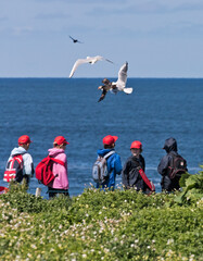 Sticker - Tourists watching seagulls chasing after Atlantic Puffin (Fratercula arctica) carrying fish in its beak, Northumberland, UK