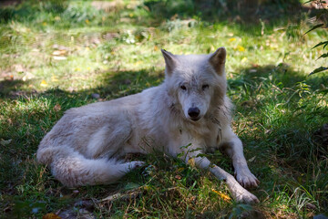 Canvas Print - Tundra wolf resting on green grass