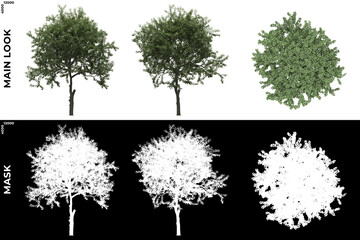 Wall Mural - 3d rendering of front, left and top view of generic trees with alpha mask to cutout and png editing.