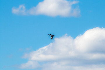 Canvas Print - Bird with prey flying in the cloudy blue sky