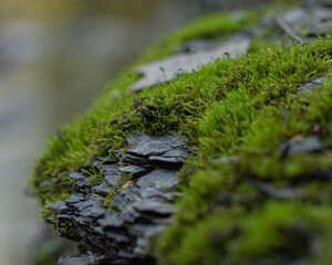 Canvas Print - Selective focus shot of moss covered rock in the forest