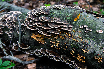 Poster - Selective focus shot of fungi growing on fallen tree bark