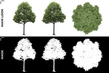 3D Rendering Of Front, Left And Top View Of Generic Trees With Alpha Mask To Cutout And PNG Editing. Forest And Nature Compositing.	
