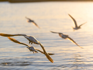 Poster - Closeup shot of flying seagulls on a blurred ocean background