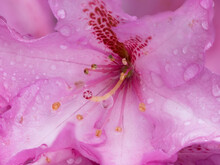 Rhododendron Flower, Pink Summer Time