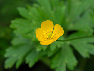 Poster - Creeping Buttercup, yellow summer weed