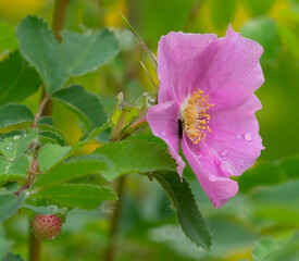 Wall Mural - Nootka Rose colorful close up