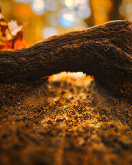 Poster - Vertical shot of tree roots