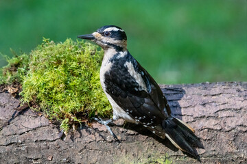 Canvas Print - Female Hairy Woodpecker perched on a dead branch in springtime.