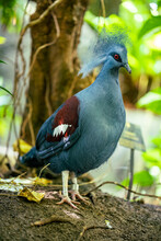 Closeup Shot Of A Western Crowned Pigeon