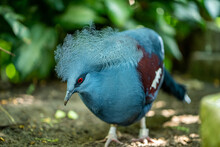 Closeup Shot Of A Western Crowned Pigeon