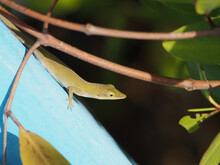 Closeup Shot Of A Small Brown Green Lizard On A Blue Surface