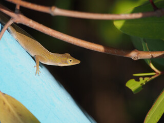 Sticker - Closeup shot of a small brown green lizard on a blue surface