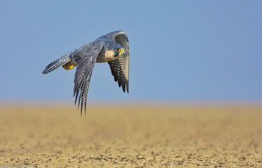 Canvas Print - Shallow focus of kestrel bird flying ower the dry field - wildlife