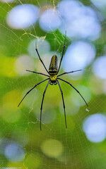 Sticker - Vertical closeup shot of a nephila maculata spider in ts web - wildlife