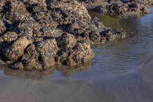 Close Up Low Tide Pool With Rock And Sand