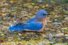 Eastern Bluebird (Sialia Sialis) Male Bathing Marion County, Illinois.