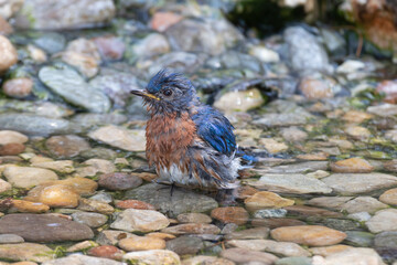 Canvas Print - Eastern Bluebird (Sialia sialis) male bathing Marion County, Illinois.