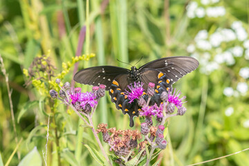 Sticker - Spicebush Swallowtail (Papilio troilus) on Missouri Ironweed (Vernonia missurica) Marion County, Illinois.