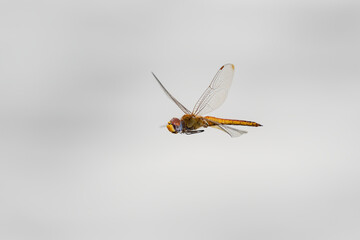 Canvas Print - Wandering Glider (Pantala flavescens) in flight Marion County, Illinois.