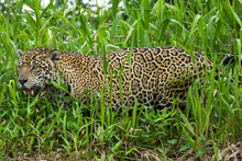Brazil, Pantanal. Close-up Of Jaguar In Grass.