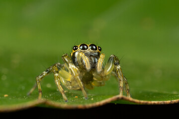 Wall Mural - Closeup shot of a spider on the green leaf