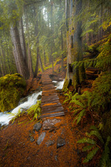 Sticker - Vertical shot of a narrow wooden walkway in a forest covered in greenery under the sunlight