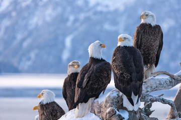 Sticker - Bald Eagle, Homer, Alaska, USA