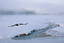 Bald Eagle Flying Over The River Covered With Snow, Haines, Alaska, USA
