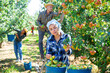 Portrait of positive young woman harvesting pears, working with group of farmers at fruit garden