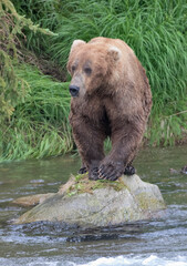 Poster - Brown Bear catching salmon in Brooks River, Katmai National Park, Alaska, USA