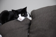 Adorable Black White Cat Lounging On A Sofa