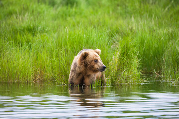 Canvas Print - Brown Bear by Brooks River, Katmai National Park, Alaska, USA