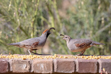 USA, Arizona, Buckeye. Pair Of Gambel's Quail Feeding On Brick Wall.