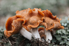 Closeup Shot Of A Bunch Of Wild Mushrooms
