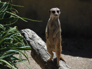 Canvas Print - Closeup shot of a meerkat in the zoo