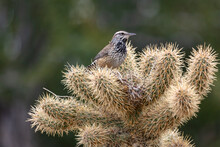 Cactus Wren Nest Building In Teddy Bear Cholla At The Arizona Sonoran Desert Museum In Tucson, Arizona, USA