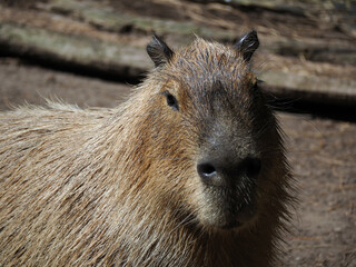 Wall Mural - Closeup shot of a capybara