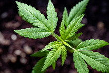 Close Up Of Cannabis Marijuana Pot Homegrown Seedling