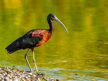 USA, Florida, Sarasota, Myakka River State Park, Glossy Ibis