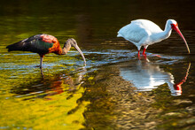 USA, Florida, Sarasota, Myakka River State Park, White Ibis With Glossy Ibis, Feeding