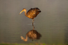 USA, Florida, Sarasota, Myakka River State Park, Wading Bird, Feeding, Limpkin, Isolated Reflection
