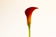 Closeup Of A Calla Flower On A White Background